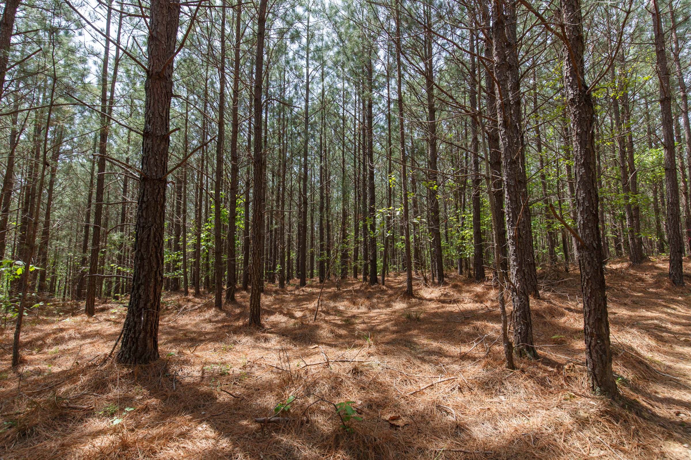 Tract 58 at Red Barn Ranch in Benton County, Tennessee