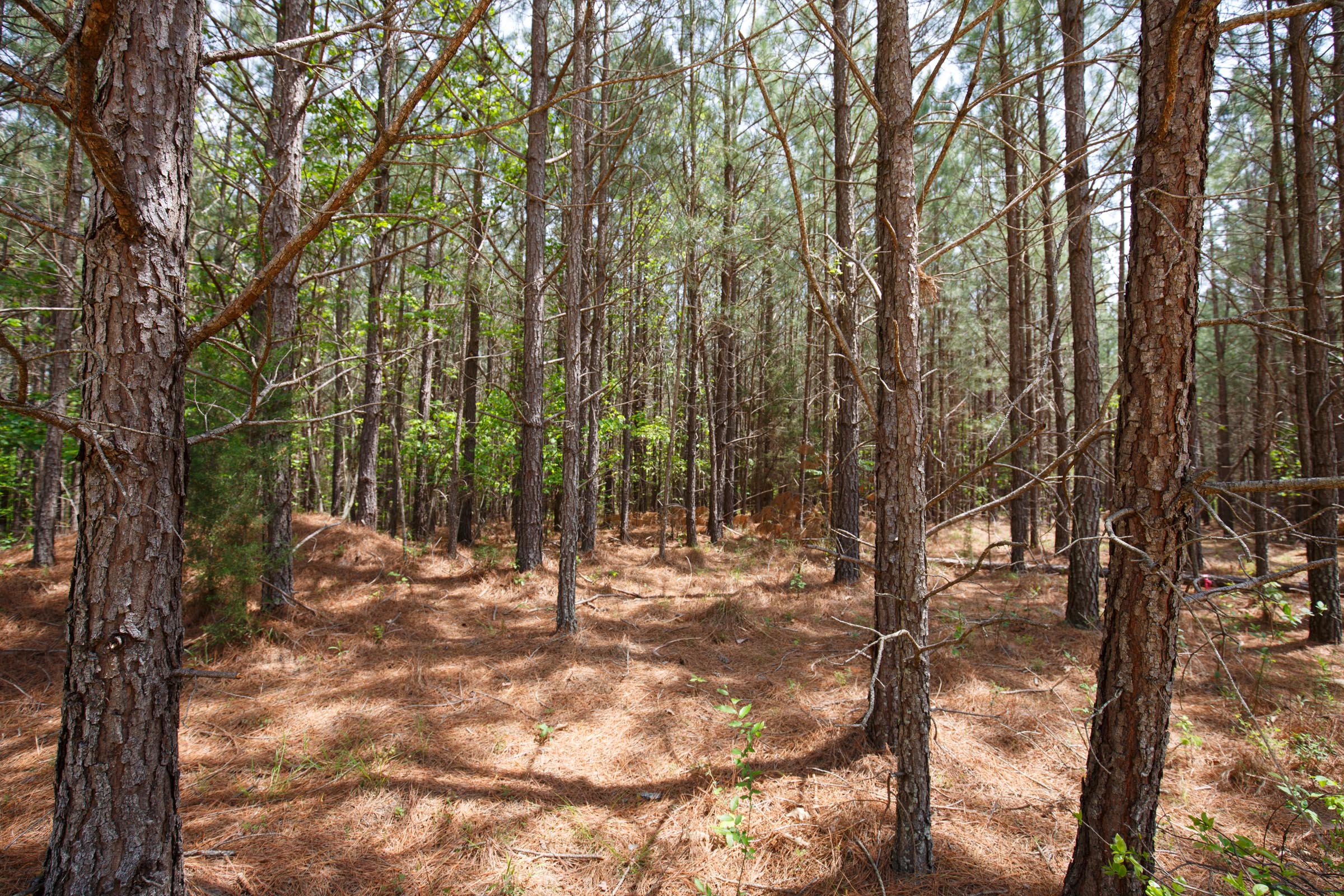 Tract 59 at Red Barn Ranch in Benton County, Tennessee