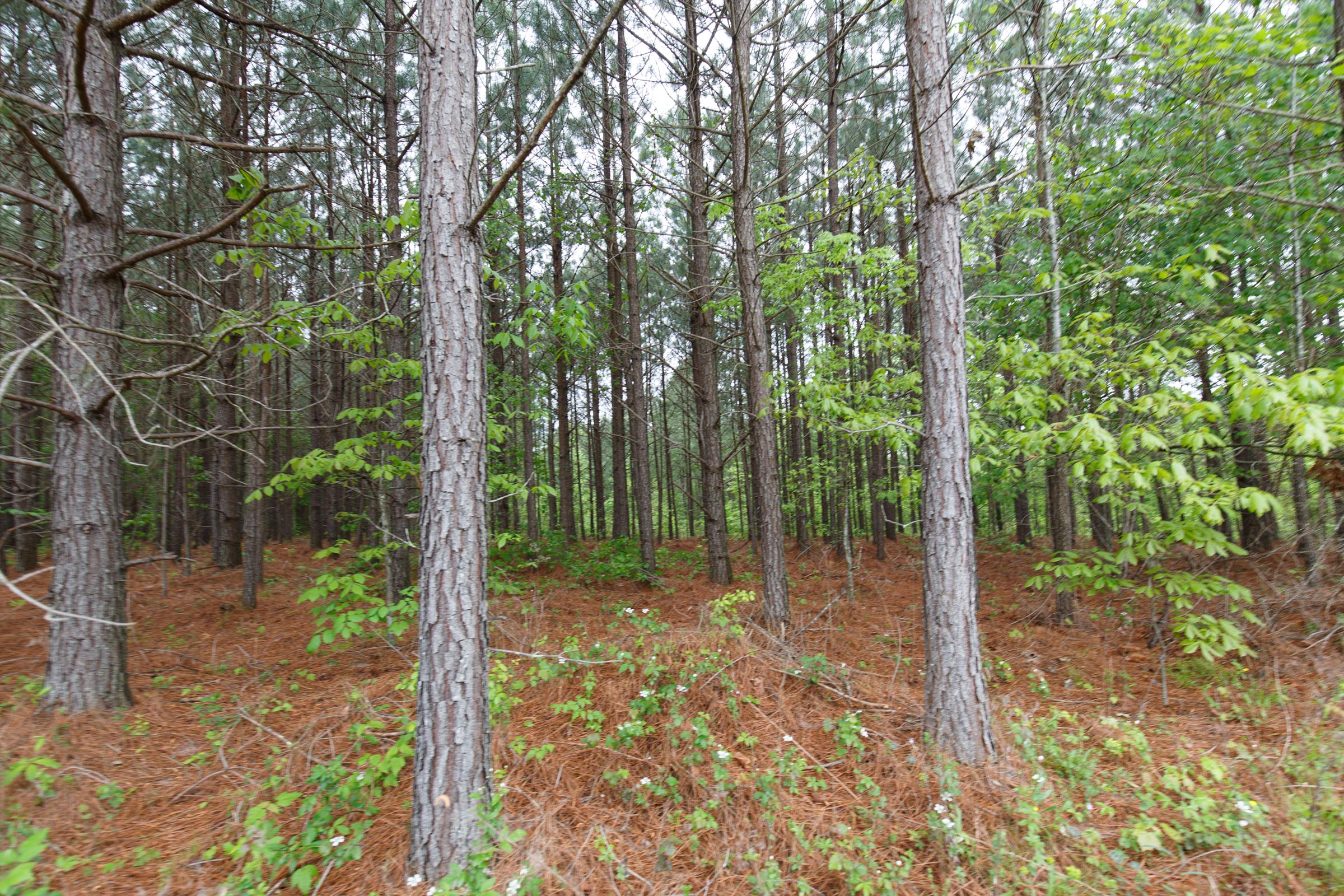 Tract 60 at Red Barn Ranch in Benton County, Tennessee