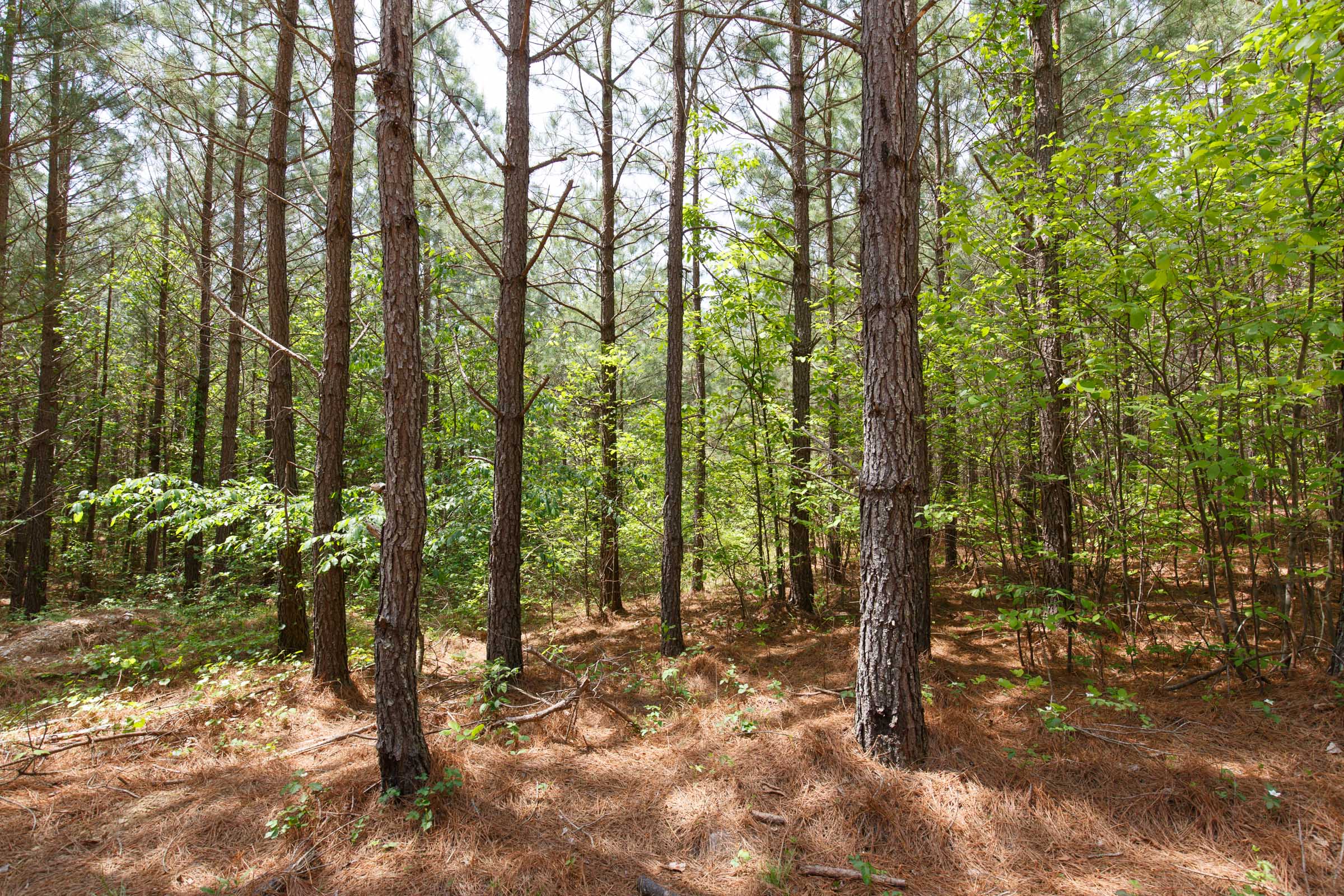 Tract 61 at Red Barn Ranch in Benton County, Tennessee
