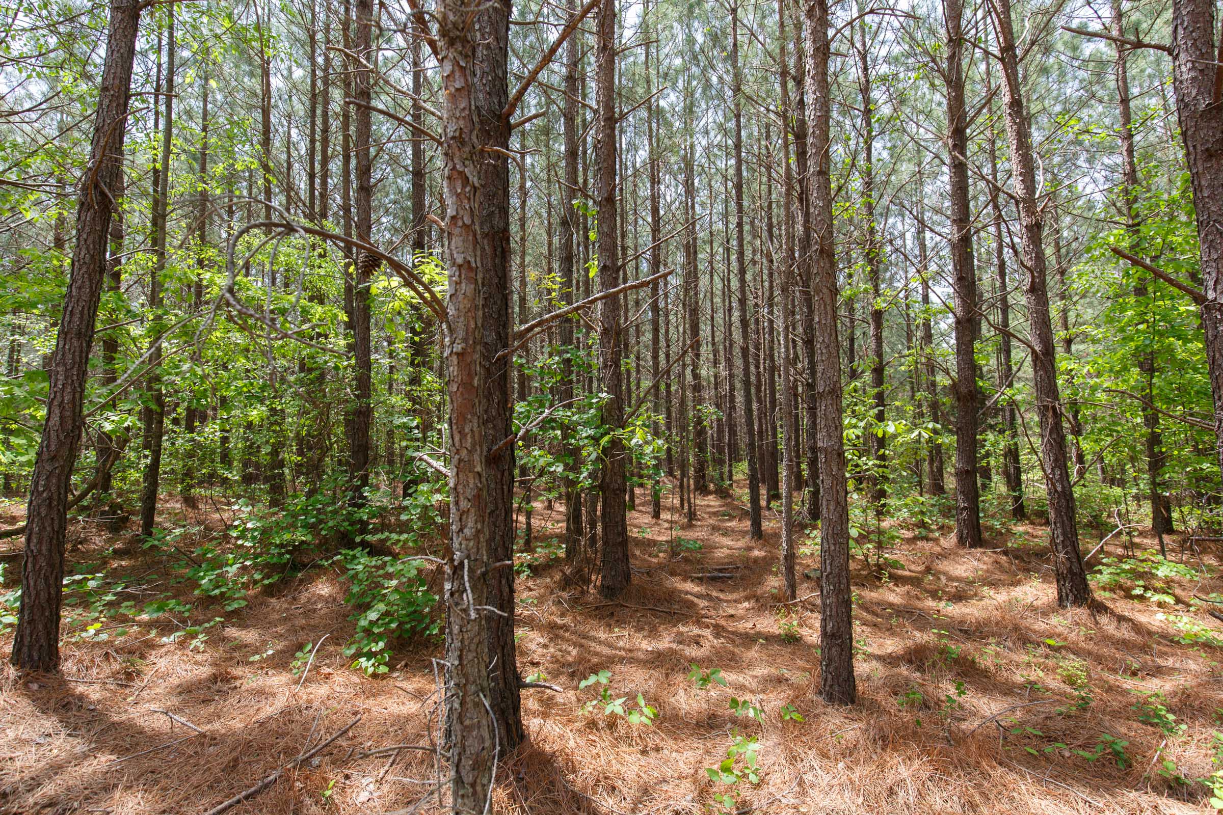Tract 62 at Red Barn Ranch in Benton County, Tennessee