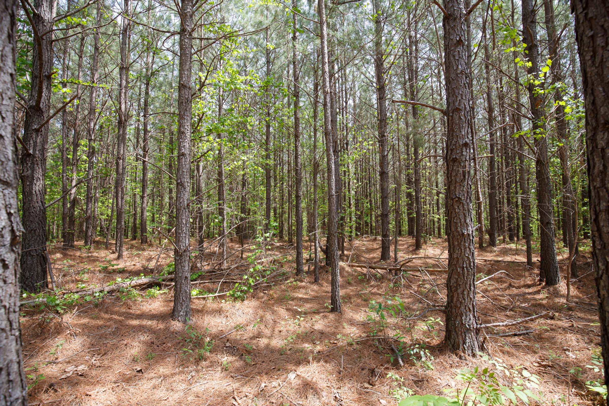 Tract 63 at Red Barn Ranch in Benton County, Tennessee