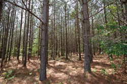 Red Barn Ranch Tract 64