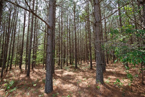 Red Barn Ranch Tract 64