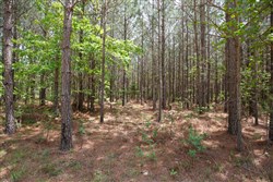 Red Barn Ranch Tract 64