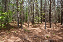 Red Barn Ranch Tract 64
