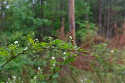 Red Barn Ranch Tract 65