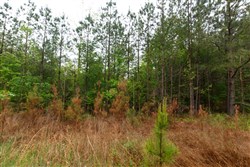 Red Barn Ranch Tract 65