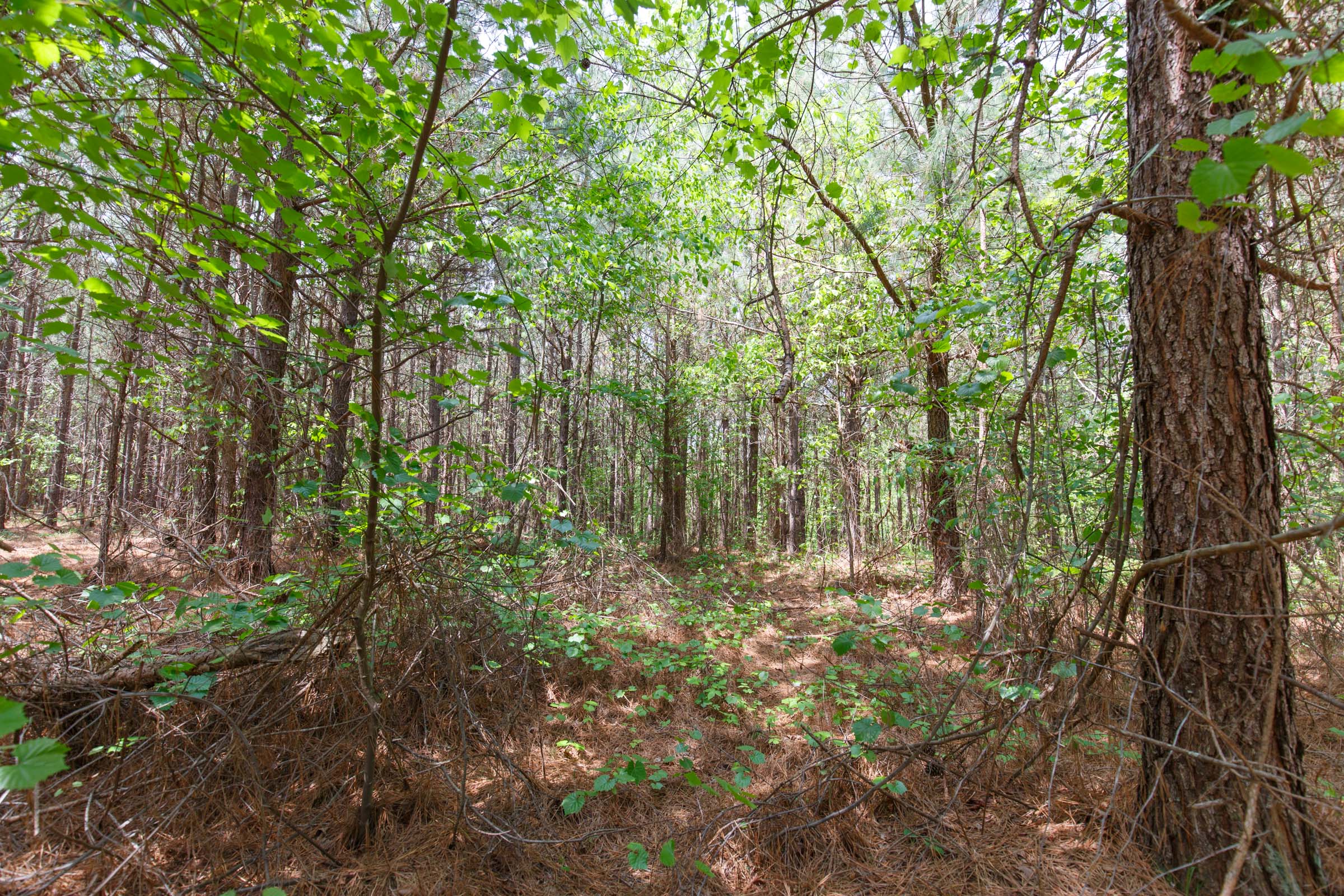 Tract 8 at Red Barn Ranch in Benton County, Tennessee