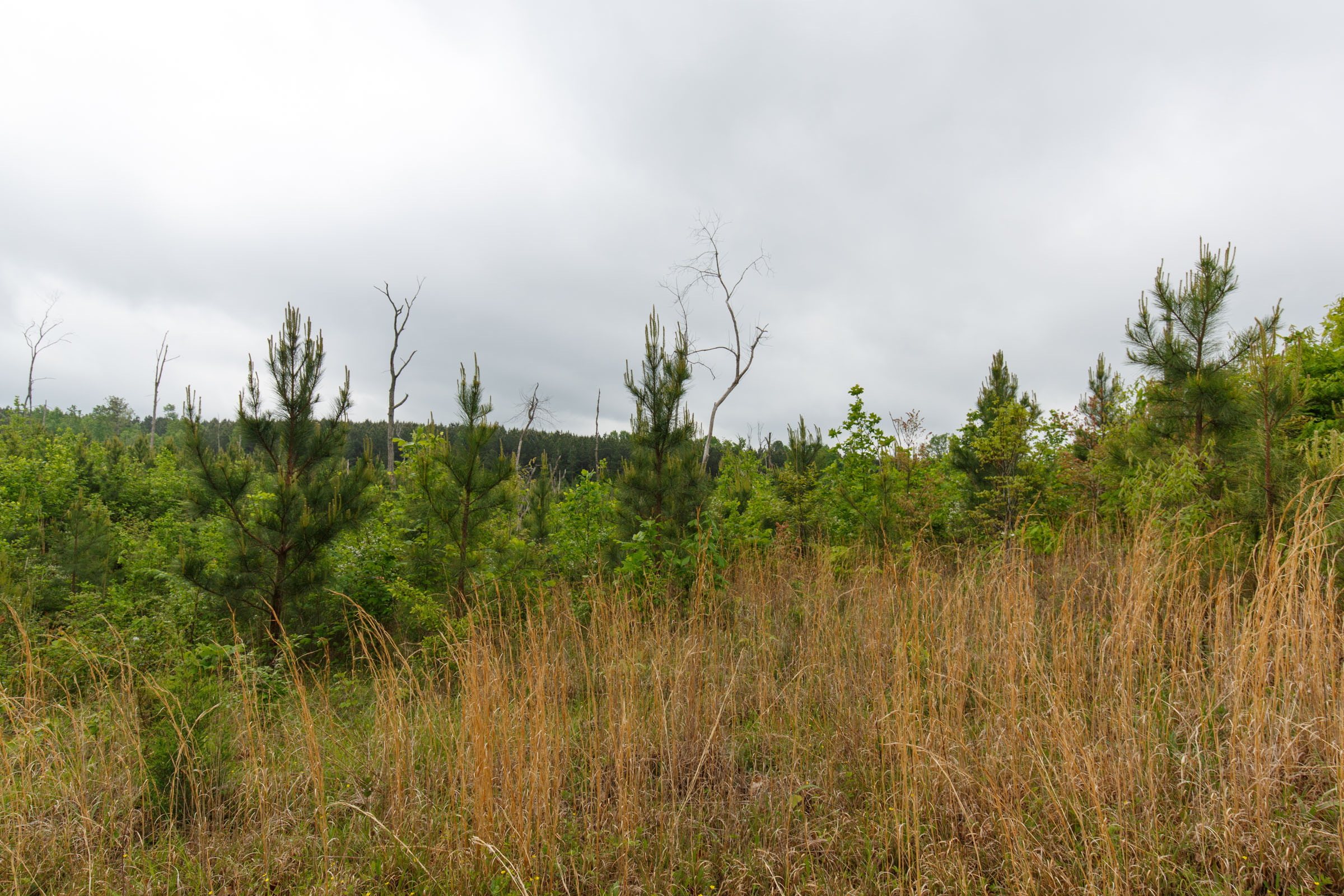 Tract 9 at Red Barn Ranch in Benton County, Tennessee
