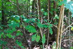 Bluebird Ranch Tract 15