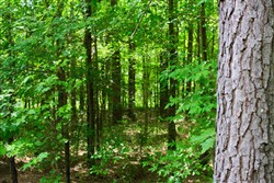 Bluebird Ranch Tract 15
