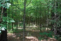 Bluebird Ranch Tract 15