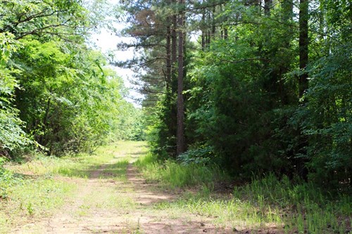 Bluebird Ranch Tract 19