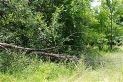 Bluebird Ranch Tract 19