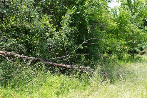 Bluebird Ranch Tract 19