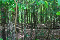 Bluebird Ranch Tract 19