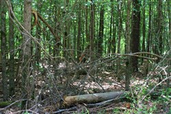 Bluebird Ranch Tract 19