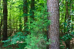 Bluebird Ranch Tract 19