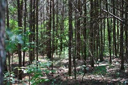 property photo for Hickory Hill Ranch Tract 1, 6.3 acres for sale in Decatur County, Tennessee