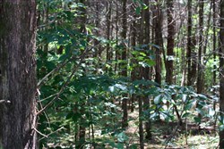 property photo for Hickory Hill Ranch Tract 1, 6.3 acres for sale in Decatur County, Tennessee
