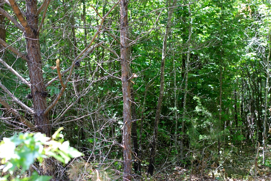 Tract 10 at Hickory Hill Ranch in Decatur County, Tennessee