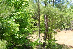 property photo for Hickory Hill Ranch Tract 10, 6 acres for sale in Decatur County, Tennessee