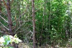 property photo for Hickory Hill Ranch Tract 10, 6 acres for sale in Decatur County, Tennessee