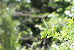 property photo for Hickory Hill Ranch Tract 10, 6 acres for sale in Decatur County, Tennessee