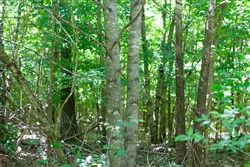 property photo for Hickory Hill Ranch Tract 10, 6 acres for sale in Decatur County, Tennessee
