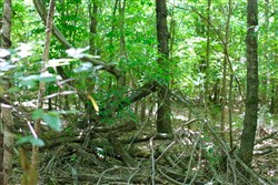 property photo for Hickory Hill Ranch Tract 10, 6 acres for sale in Decatur County, Tennessee