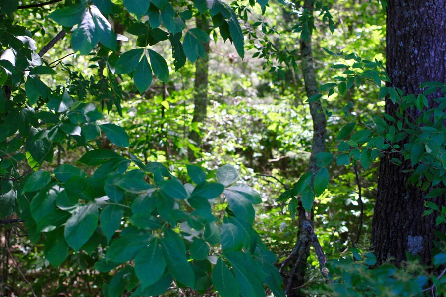 Tract 2 at Hickory Hill Ranch in Decatur County, Tennessee