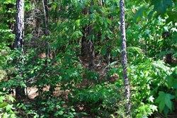 property photo for Hickory Hill Ranch Tract 3, 5.8 acres for sale in Decatur County, Tennessee