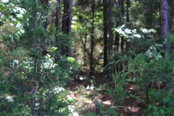 property photo for Hickory Hill Ranch Tract 3, 5.8 acres for sale in Decatur County, Tennessee
