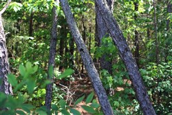 property photo for Hickory Hill Ranch Tract 3, 5.8 acres for sale in Decatur County, Tennessee