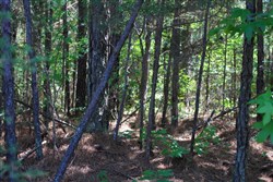 property photo for Hickory Hill Ranch Tract 3, 5.8 acres for sale in Decatur County, Tennessee