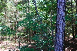 property photo for Hickory Hill Ranch Tract 3, 5.8 acres for sale in Decatur County, Tennessee