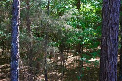 property photo for Hickory Hill Ranch Tract 3, 5.8 acres for sale in Decatur County, Tennessee