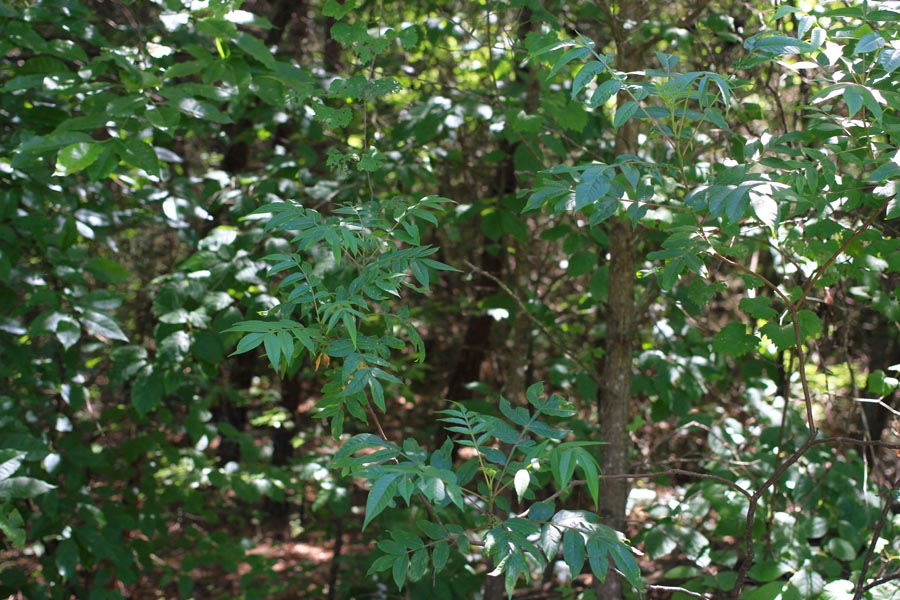 Tract 4 at Hickory Hill Ranch in Decatur County, Tennessee