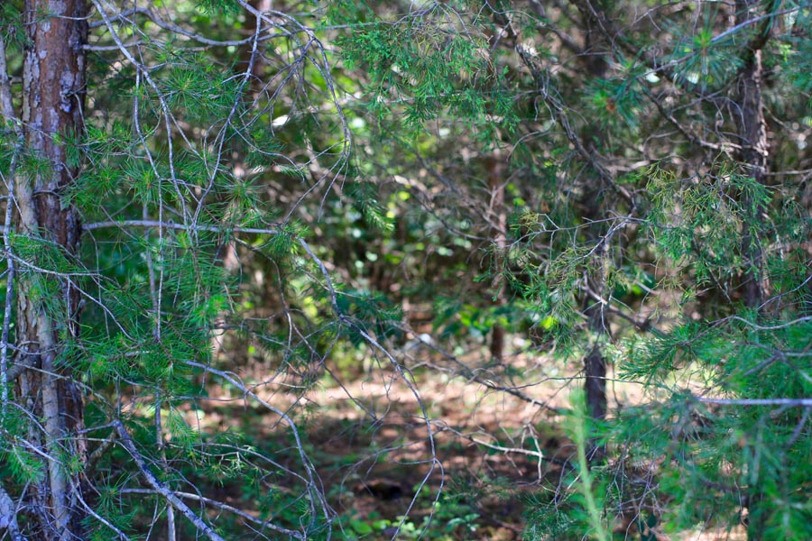 Tract 5 at Hickory Hill Ranch in Decatur County, Tennessee
