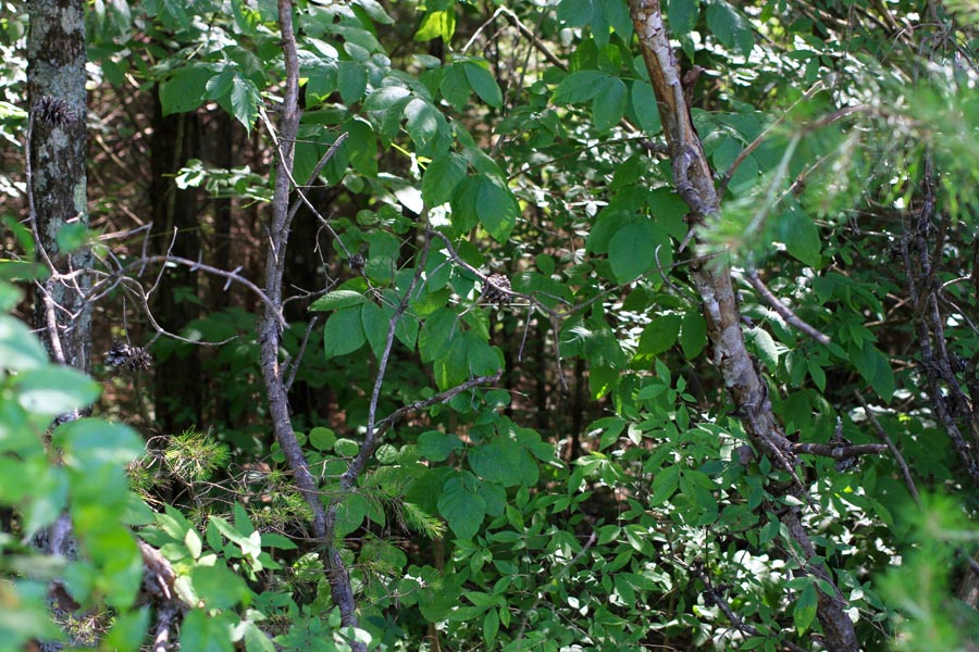 Tract 6 at Hickory Hill Ranch in Decatur County, Tennessee