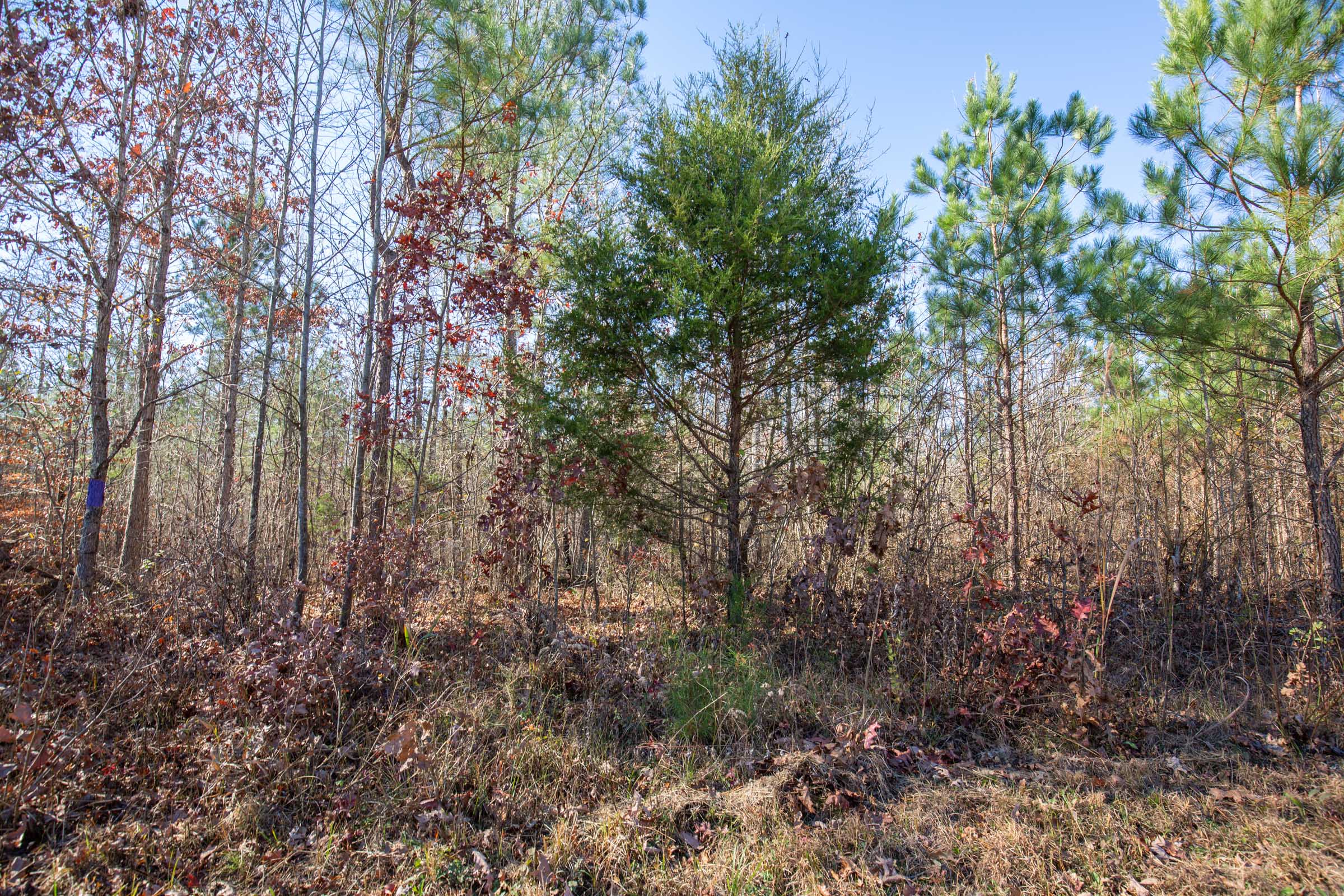 Tract 1 at Pine Ridge in Decatur County, Tennessee