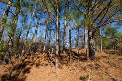 property photo for Pine Ridge Tract 11, 6.21 acres for sale in Decatur County, Tennessee