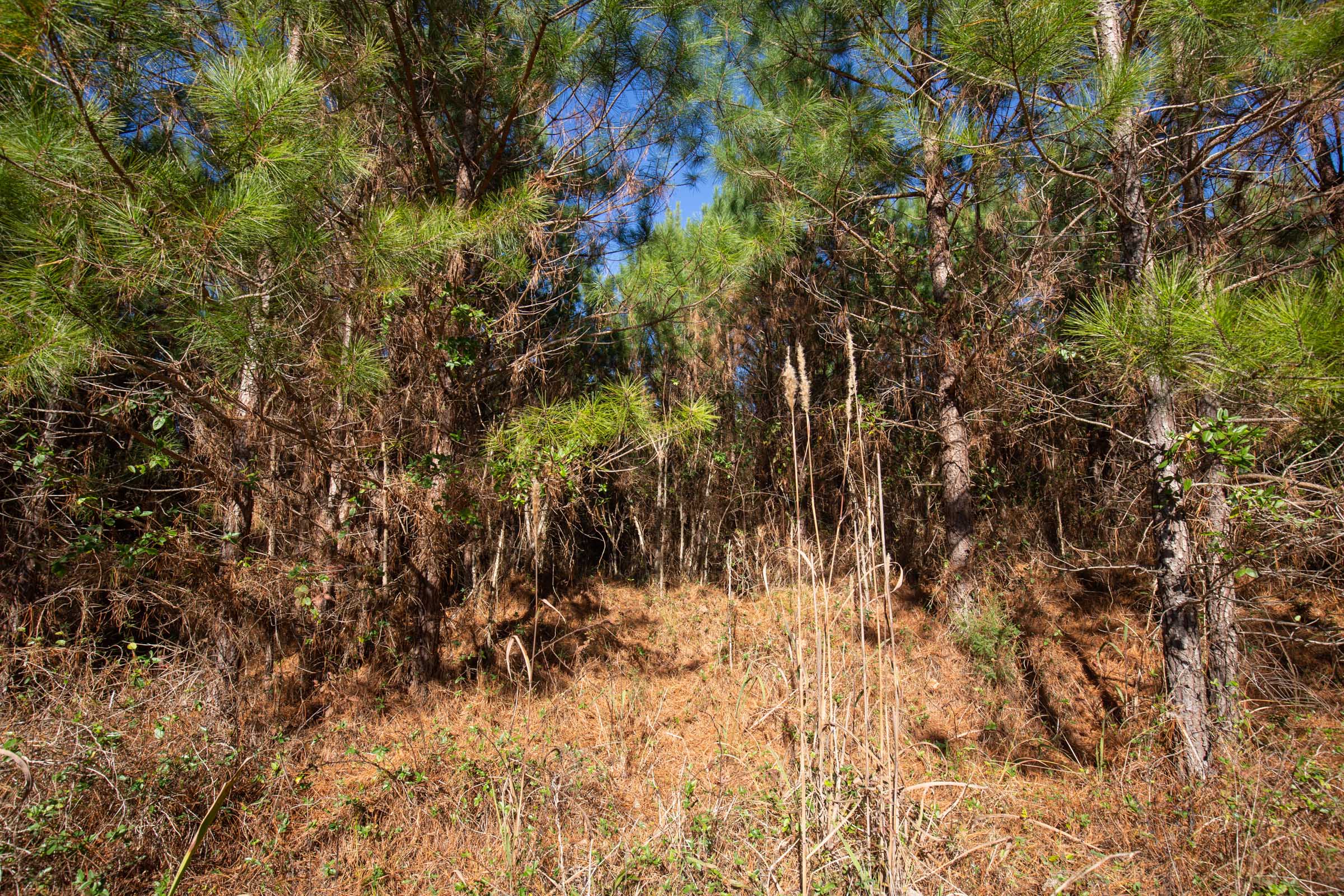 Tract 12 at Pine Ridge in Decatur County, Tennessee