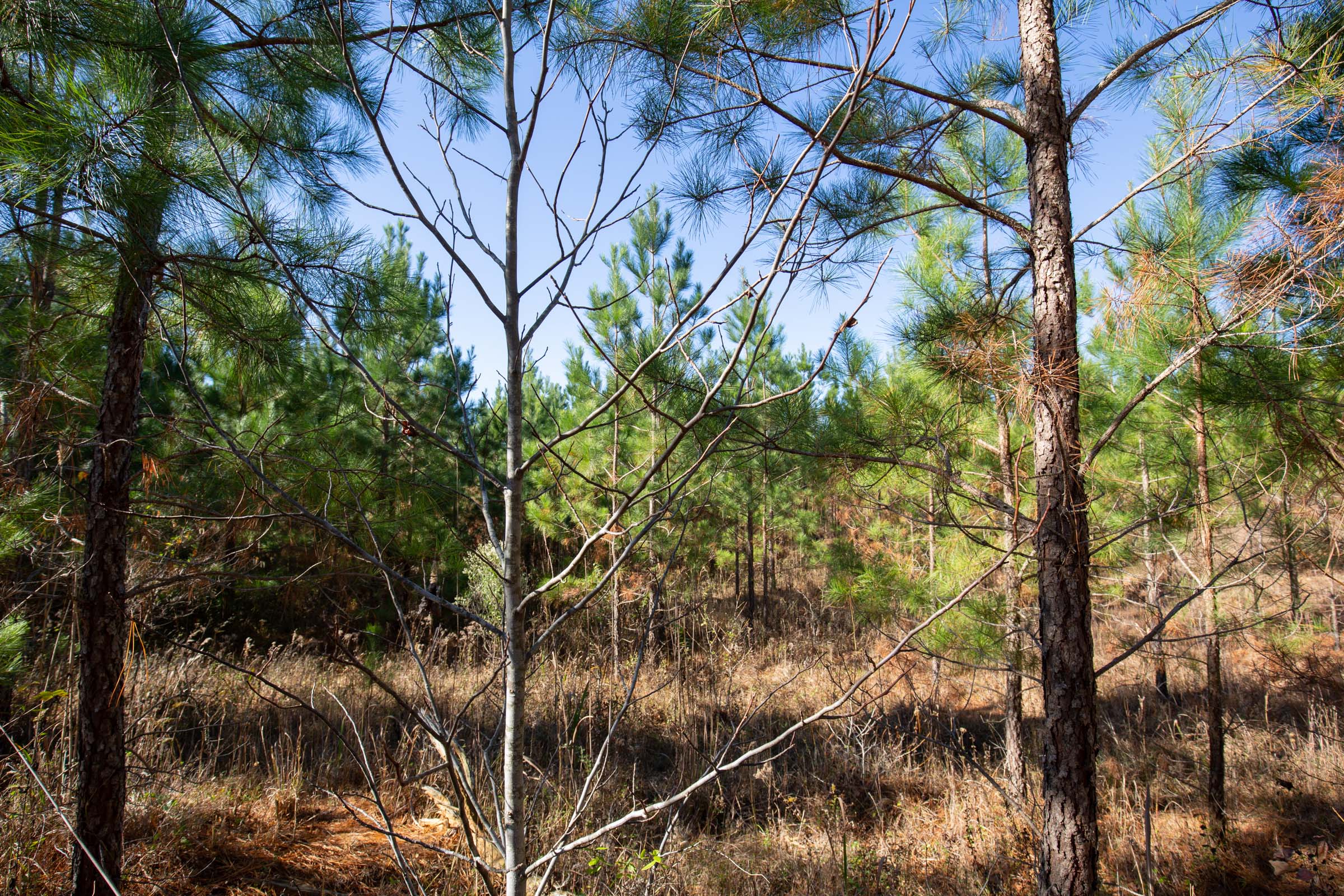 Tract 2 at Pine Ridge in Decatur County, Tennessee