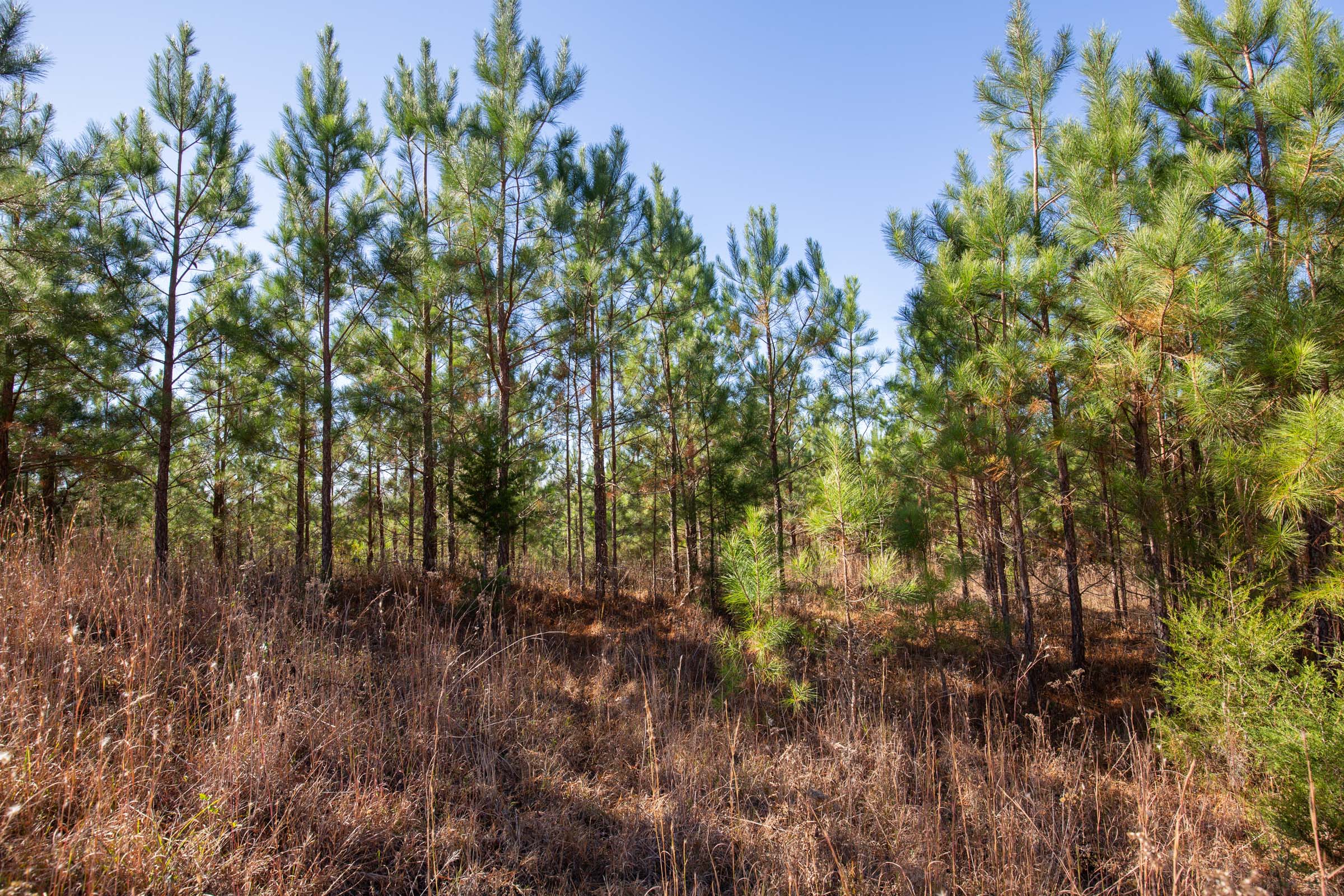 Tract 3 at Pine Ridge in Decatur County, Tennessee