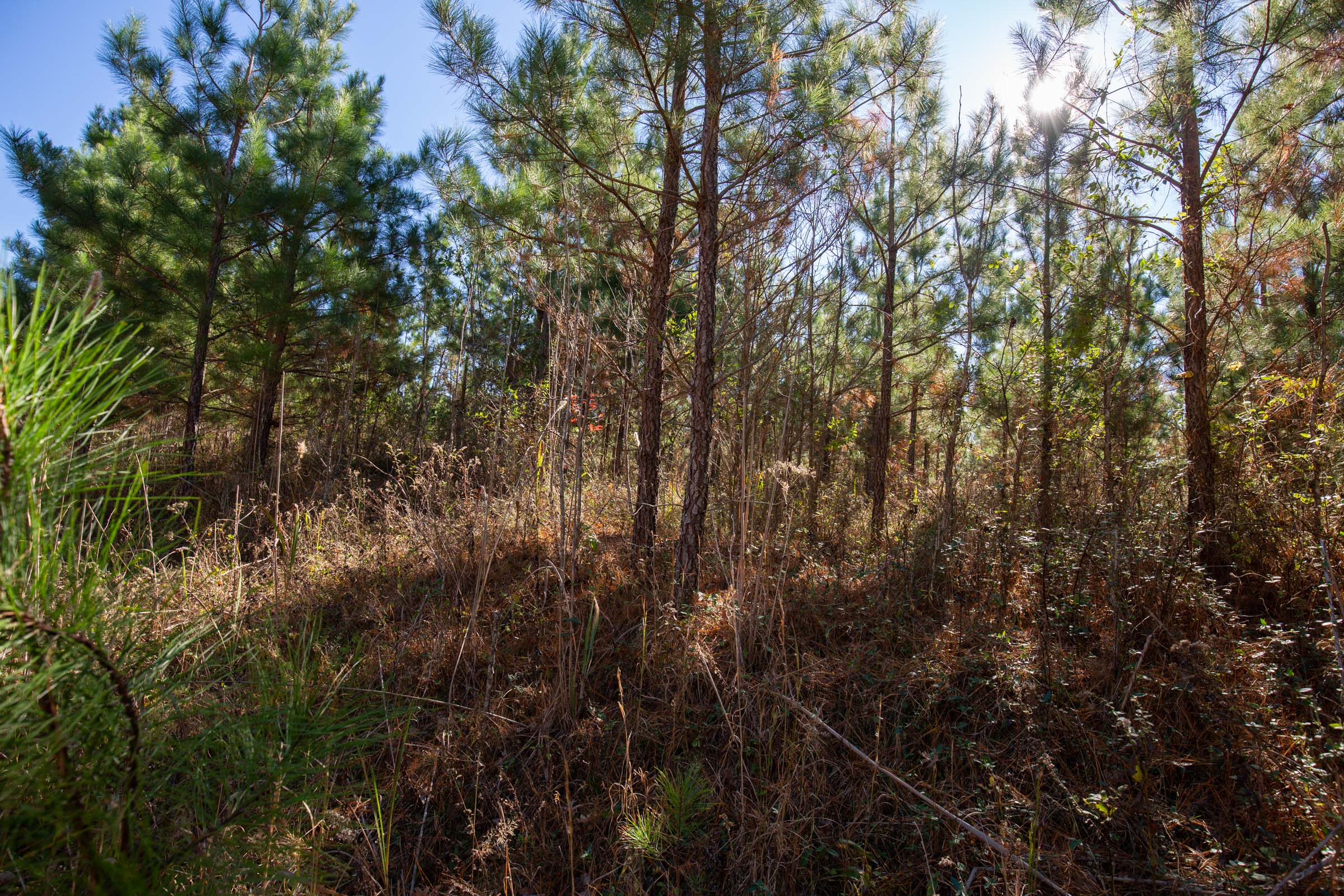 Tract 4 at Pine Ridge in Decatur County, Tennessee