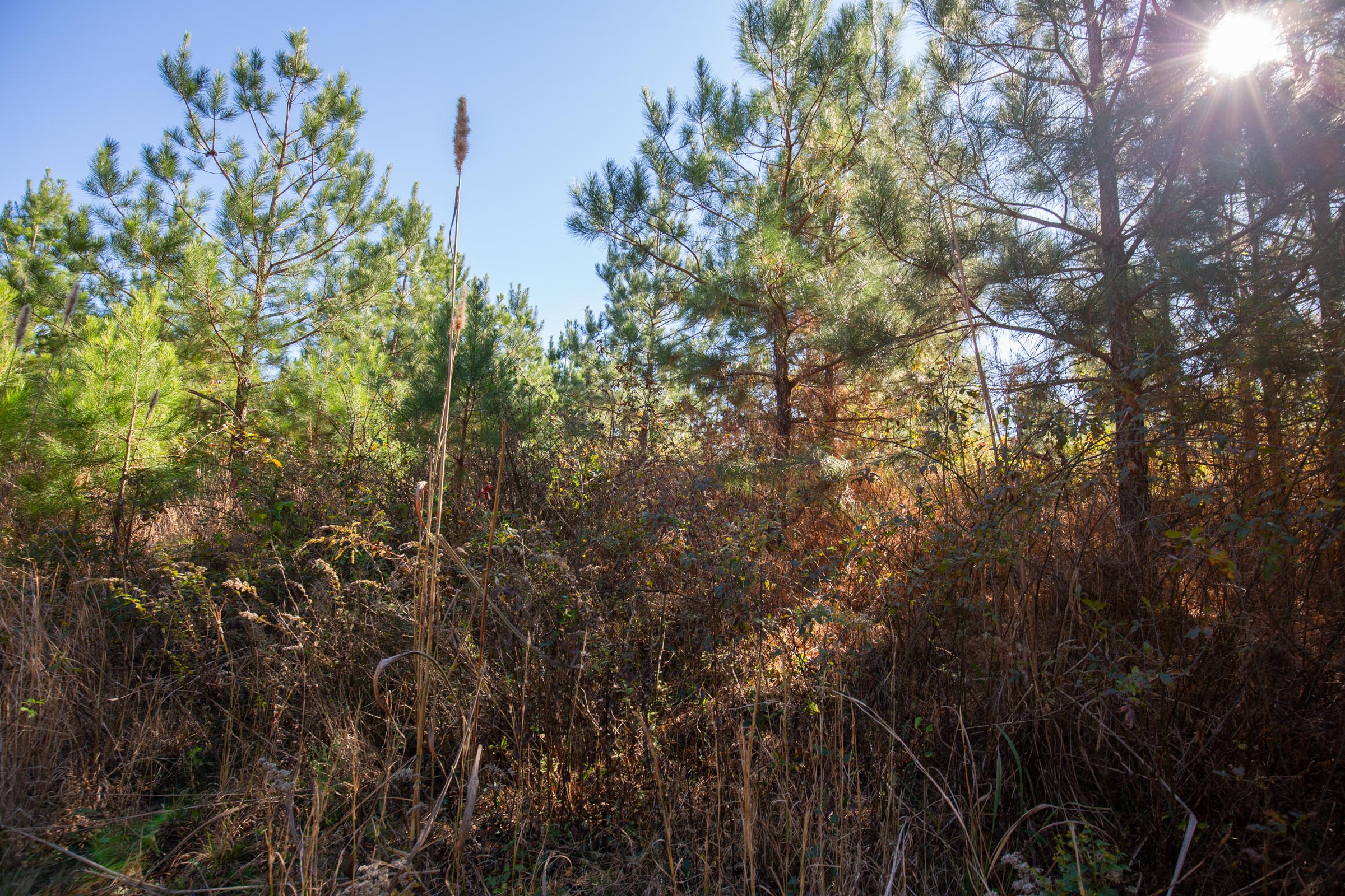 Tract 5 at Pine Ridge in Decatur County, Tennessee