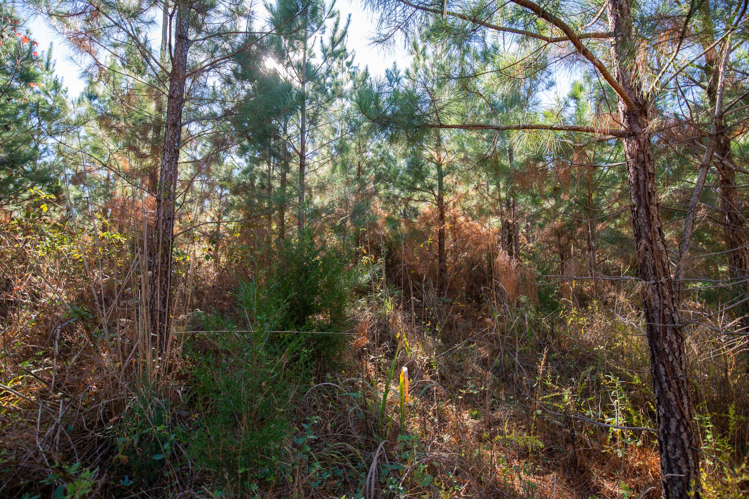 Tract 6 at Pine Ridge in Decatur County, Tennessee
