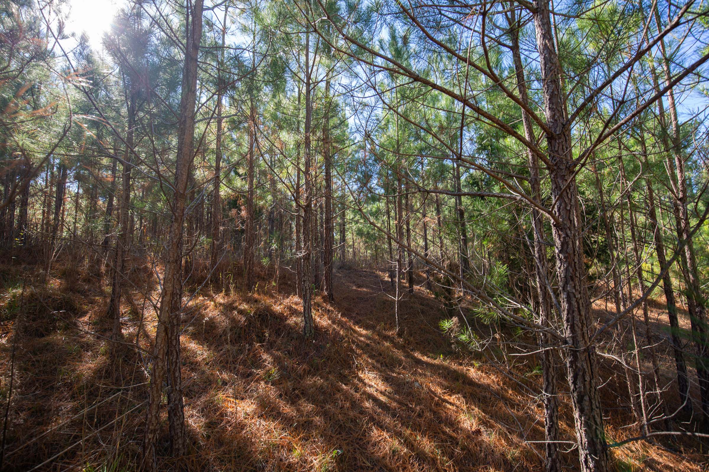 Tract 7 at Pine Ridge in Decatur County, Tennessee